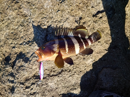 アオハタの釣果