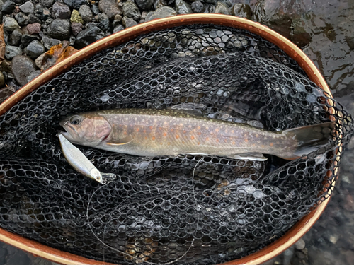 イワナの釣果