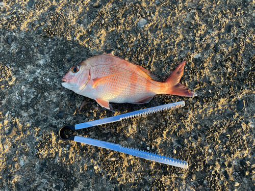 マダイの釣果