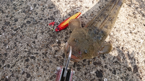 マゴチの釣果