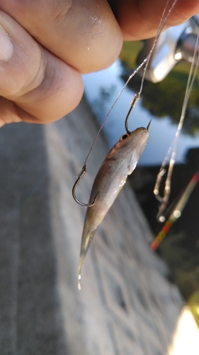 クチボソの釣果