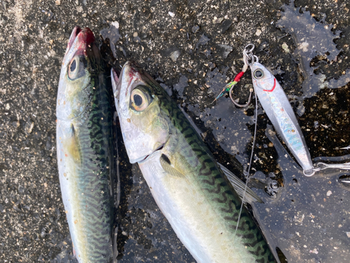 サバの釣果