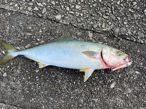 ハマチの釣果