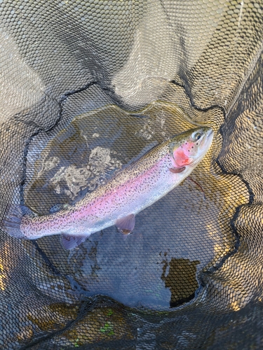 スチールヘッドの釣果