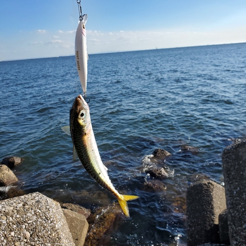 サバの釣果