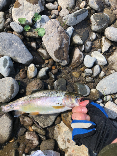 ニジマスの釣果