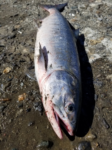 アキアジの釣果