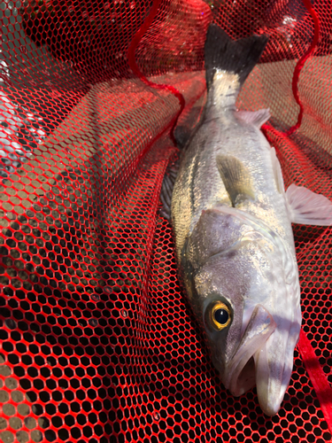 スズキの釣果