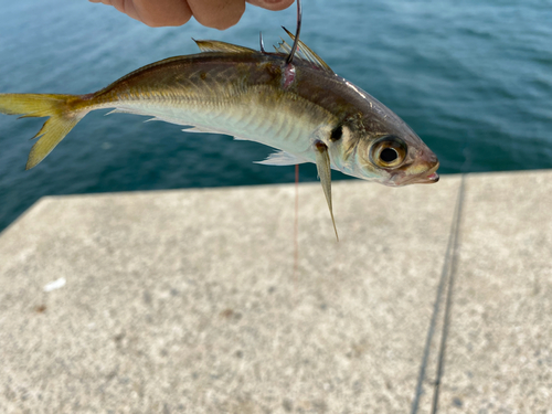 アオアジの釣果