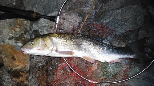 ウグイの釣果