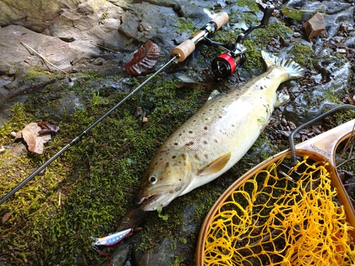 ブラウントラウトの釣果