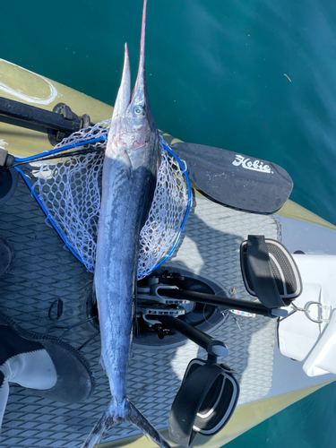 バショウカジキの釣果