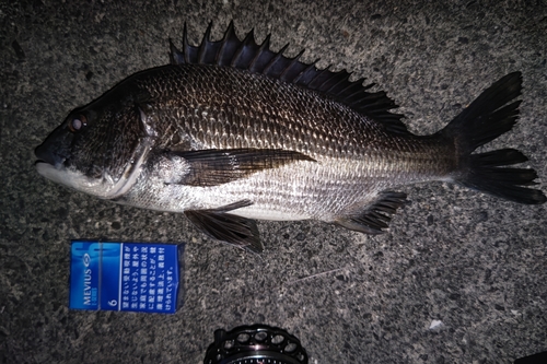 チヌの釣果