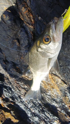 ヒラスズキの釣果