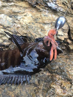 ヤミハタの釣果