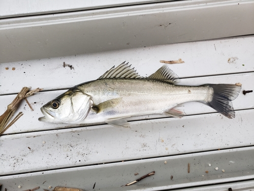 フッコ（マルスズキ）の釣果