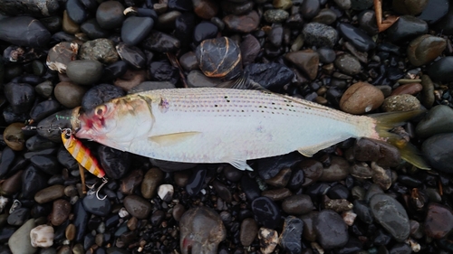 コノシロの釣果