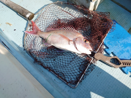 マダイの釣果