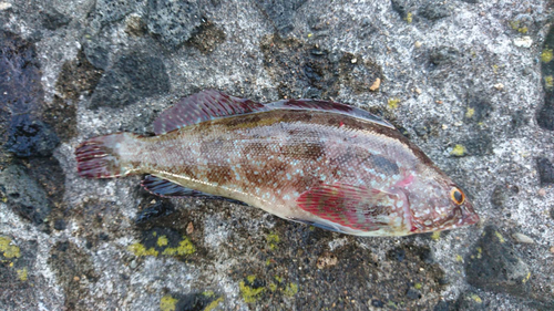 アブラコの釣果