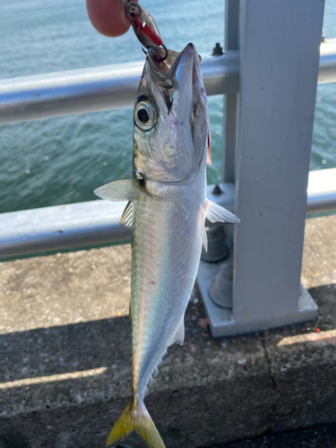 サバの釣果