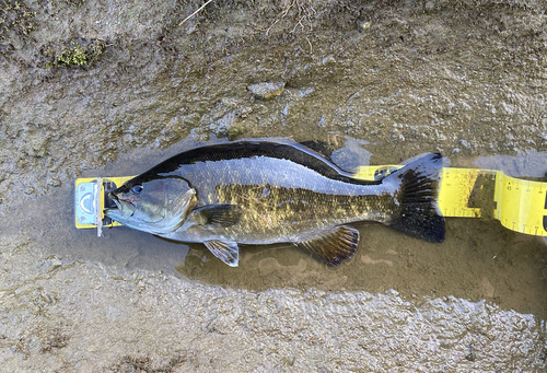 スモールマウスバスの釣果