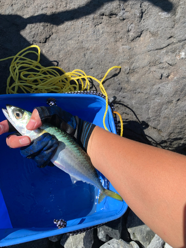 サバの釣果