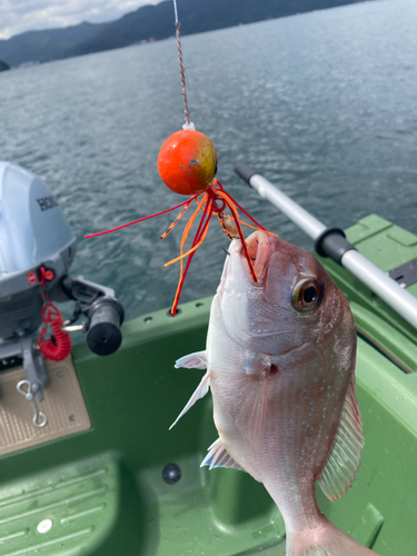 チャリコの釣果