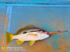 ヨコスジフエダイの釣果