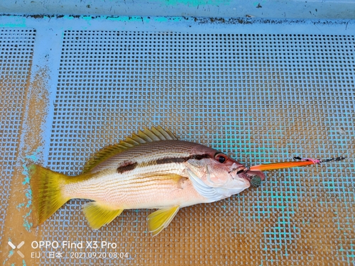 ヨコスジフエダイの釣果