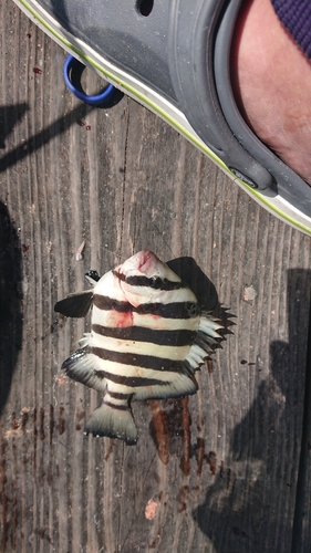 イシダイの釣果