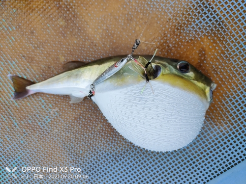 シロサバフグの釣果