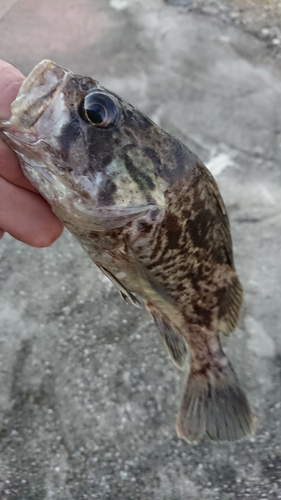 クロソイの釣果