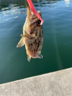 クロソイの釣果