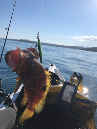 アコウの釣果