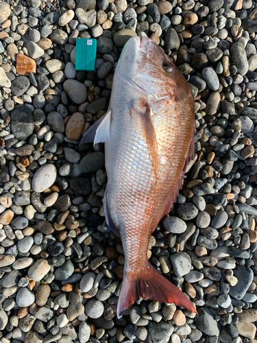 タイの釣果