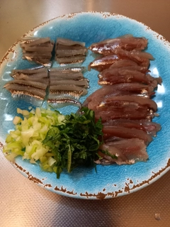 イワシの釣果