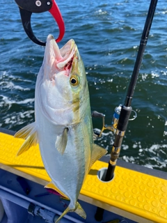 イナダの釣果