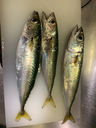 マハゼの釣果