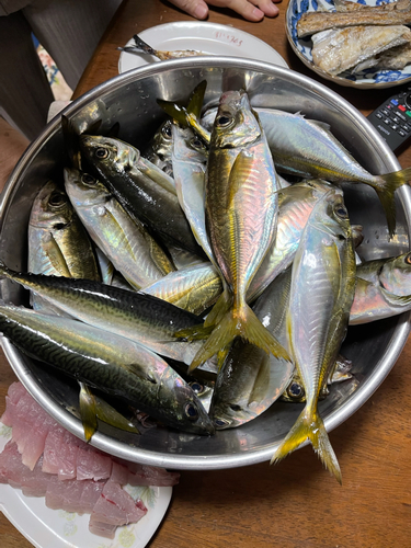 アジの釣果