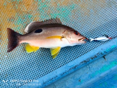 クロホシフエダイの釣果