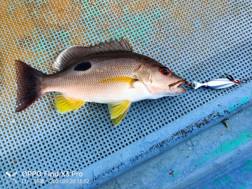 クロホシフエダイの釣果