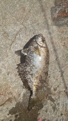 アイゴの釣果