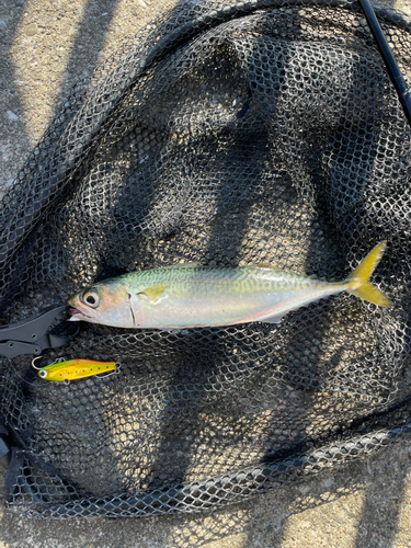 マサバの釣果