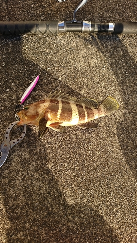 アオハタの釣果