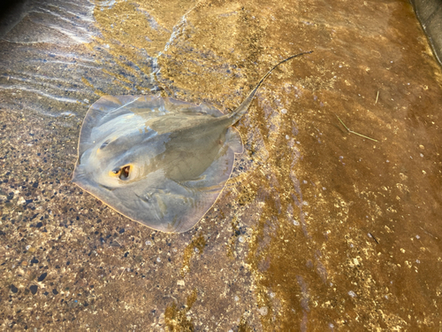 アカエイの釣果