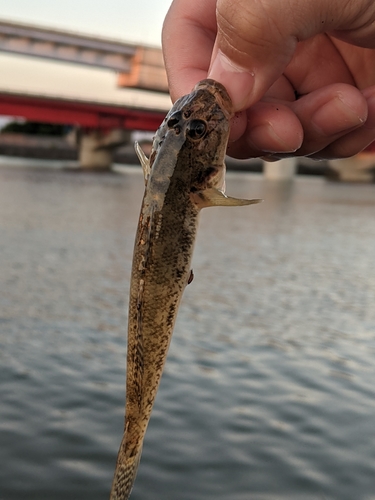 ハゼの釣果