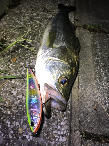 シーバスの釣果