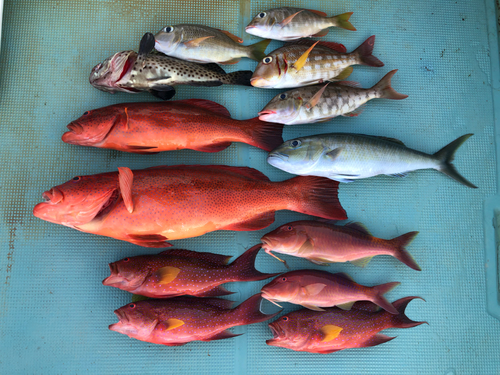 スジアラの釣果