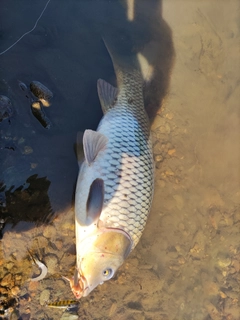 コイの釣果