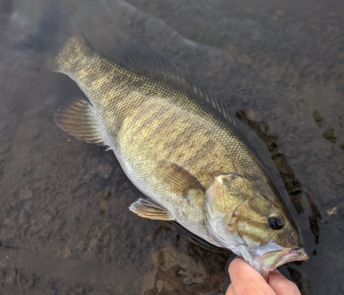 スモールマウスバスの釣果